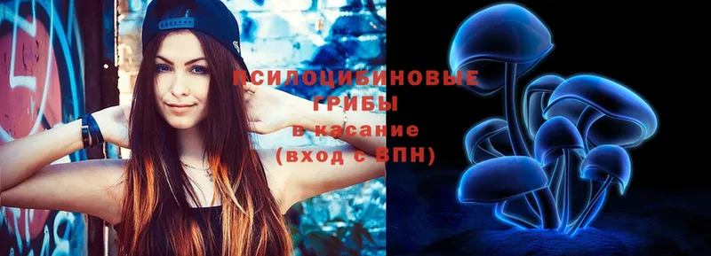 где можно купить наркотик  Зеленогорск  Галлюциногенные грибы Cubensis 